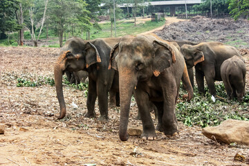 Elephants walk near the jungle in Sri Lanka in the Pinavella National Park.