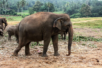 Fototapeta na wymiar Elephants walk near the jungle in Sri Lanka in the Pinavella National Park.