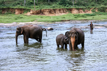 Fototapeta na wymiar Elephants bathe in the river near the jungle in Sri Lanka's Pinawella National Park.