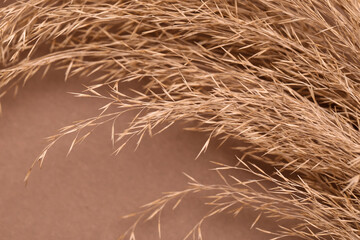 Dried pampas grass on brown background, closeup