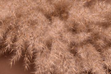 Closeup view of dried pampas grass