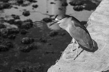 Black and White Heron Closeup.