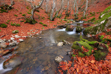 Faedo de Ciñera or Ciñera beech forest, León, Spain