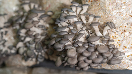 Close up of young oyster mushrooms grow on mushrooms farm, selective focus