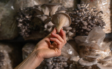 Fresh oyster mushroom in farmer womans hand. Organic plantation cultivation farm business.