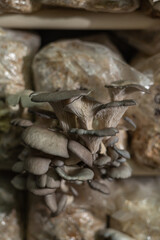 Close up of organic oyster mushrooms grow on mushrooms farm, selective focus