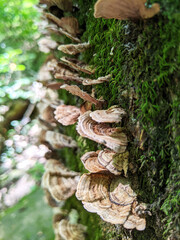 Stereum Mushrooms and Moss Growing out the side of a Tree in Birmingham Alabama