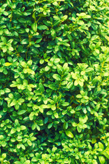 Fototapeta na wymiar Natural pattern of green fence of buxus sempervirens. Lush boxwood leaves background. 