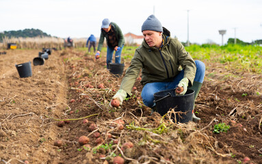 European man farmer harvesting ripe potatoes on field.