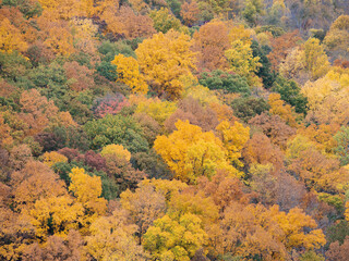 Autumn background, fall leaves, fall foliage at Letchworth State Park, New York