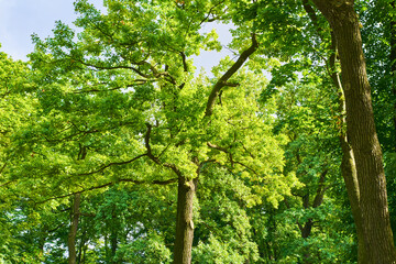 Fototapeta premium Trees of parks on sunny days