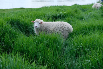 Naklejka na ściany i meble FU 2021-05-13 Rheinhafen 194 Im hohen Gras steht ein Schaf