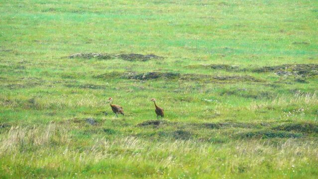 Pair of Sandhill crane (Grus c. canadensis). Eastern Chukotka grass-willow dry tundra