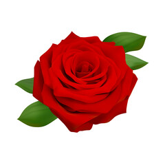 isolated rose realistic illustration. red rose vector