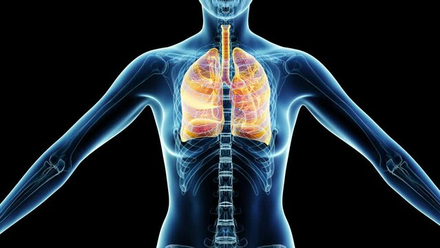 3d rendered medical animation of a woman's lower airway during respiration