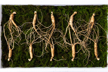 Wild Korean ginseng. Wild Ginseng has been used in best traditional medicine
