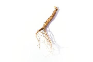 Wild Korean ginseng. Wild Ginseng has been used in best traditional medicine
