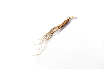 Wild Korean ginseng. Wild Ginseng has been used in best traditional medicine
