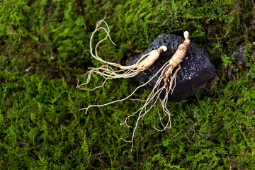 Wild Korean ginseng. Wild Ginseng has been used in best traditional medicine