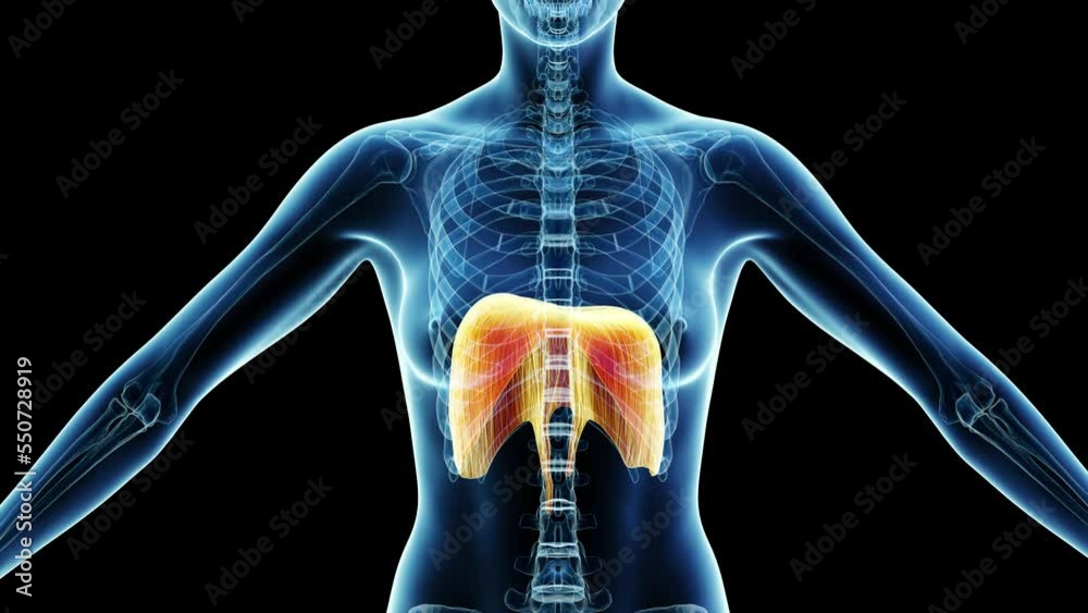 Wall mural 3d rendered medical animation of a woman's diaphragm while breathing