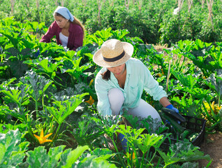 Two women harvesting fresh marrows from shrubs in vegetable field.