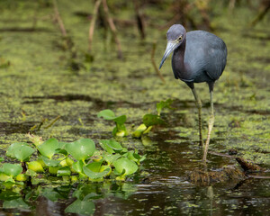 Little Blue Heron