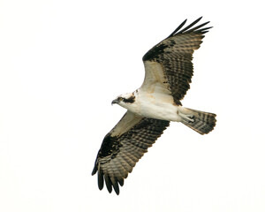 Osprey in Flight