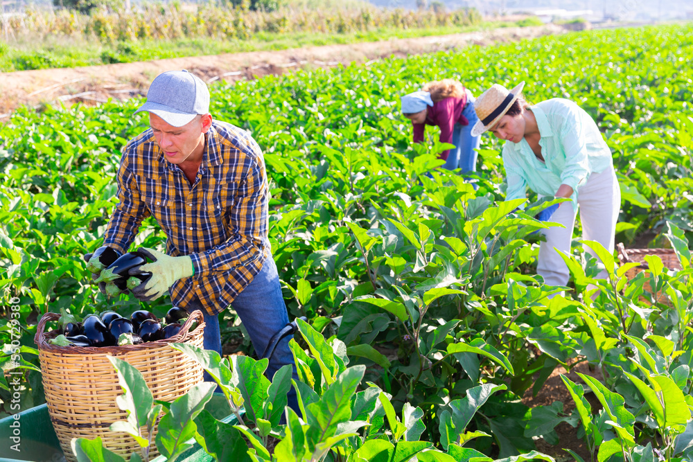 Wall mural two women and one man picking ripe eggplants in vegetable field.