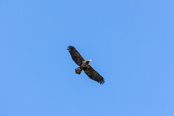 A second-year Juvenile Bald Eagle is flying above the nesting site in Rome Georgia.