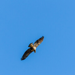 A second-year Juvenile Bald Eagle is flying above the nesting site in Rome Georgia.