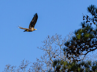 A second-year Juvenile Bald Eagle is flying above the nesting site in Rome Georgia.
