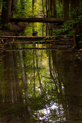 reflection forest on a small river