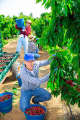 Concentrated male farmer working in a fruit nursery is plucks a cherry tree while squatting,...