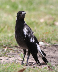 Juvenile Australian magpie bird standing on the ground