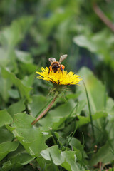 abeja