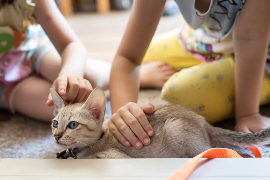 Two children are patting a little light brown cat, laying on floor, in a living room. The cat staring at the corner of the picture.
