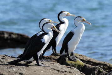 Fototapeta na wymiar Pied cormorant birds standing on a rock next to the ocean