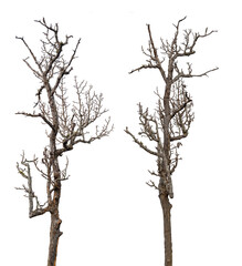 death tree with clipping path isolated on white background