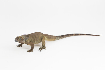 Fototapeta premium Hispaniolan Rhinoceros Iguana lizard Cyclura cornuta cornuta isolated on white background