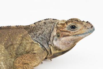 Hispaniolan Rhinoceros Iguana lizard Cyclura cornuta cornuta isolated on white background