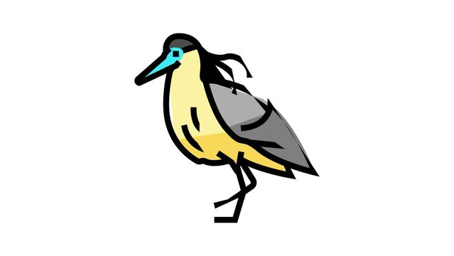 capped heron bird exotic color icon animation