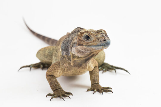 Hispaniolan Rhinoceros Iguana lizard Cyclura cornuta cornuta isolated on white background