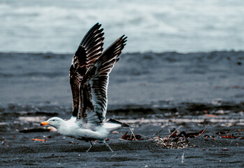 Gaviota partiendo en vuelo desde el suelo de la playa con arena gris con fondo desenfocado del mar