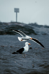 Gaviota de pie con otra gaviota volando sobre ella con las alas abiertas en la playa con arena gris