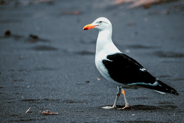 Gaviota de pie caminando en la arena gris y fría