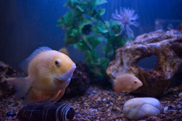 Severus Yellow Fish in Aquarium