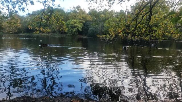 -The resolution is the cinema 4k 4096x2304
-Lake and Ducks in the Autumn at England-London