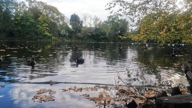 -The resolution is the cinema 4k 4096x2304
-Lake and Ducks in the Autumn at England-London