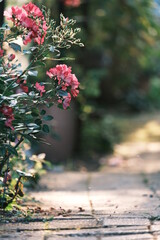 Pink phlox flowers blooming on a garden path.