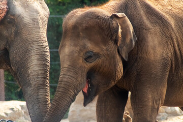 Naklejka na ściany i meble asian elephant face close up